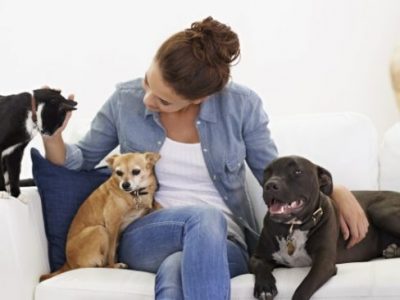 الديدان عند الكلاب والقطط انواعها وطرق الوقاية والعلاج منها