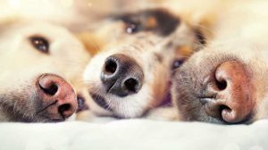 اسباب الانف الجاف عند الكلاب وطرق الوقاية والعلاج