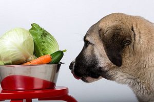 أفضل المكملات الغذائية الطبيعية المفيدة لصحة الكلاب الاليفة