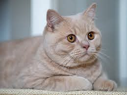 5 من أنواع القطط تصاب بمرض السمنة