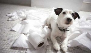 لماذا تاكل الكلاب المناديل الورقية والأوراق في المنزل