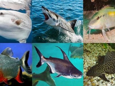 ما هي أنواع الأسماك وأسماؤها بالصور ؟