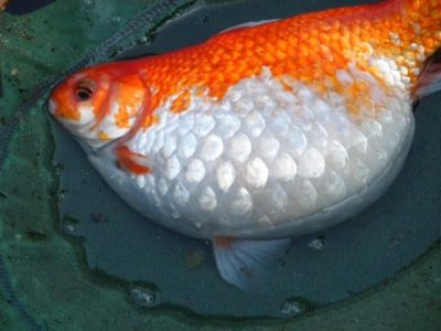 ما هي اسباب واعراض الاستسقاء عند أسماك الزينة وطرق العلاج ؟