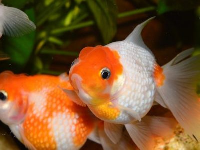 صور ومعلومات عن السمكة الذهبية اجمل انواع اسماك الزينة