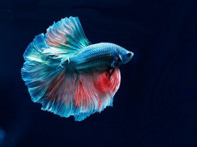 معلومات عن تزاوج ودورة حياة سمك الفايتر أجمل أنواع أسماك الزينة