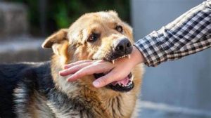 ماذا تفعل لوعضك كلب أو قطة في الشارع اهم المعلومات عن داء الكلب او السعار اعرضه و طريقة علاجه