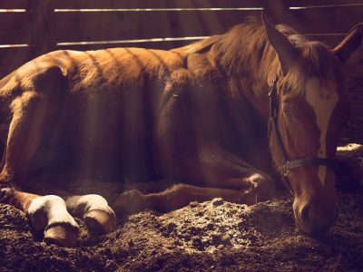 امراض الخيول؛ 10 أمراض شائعة عند الخيول + طرق علاج
