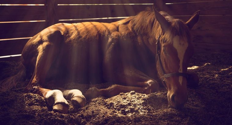 امراض الخيول؛ 10 أمراض شائعة عند الخيول + طرق علاج